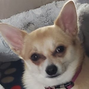 Meet your Posher, Molly